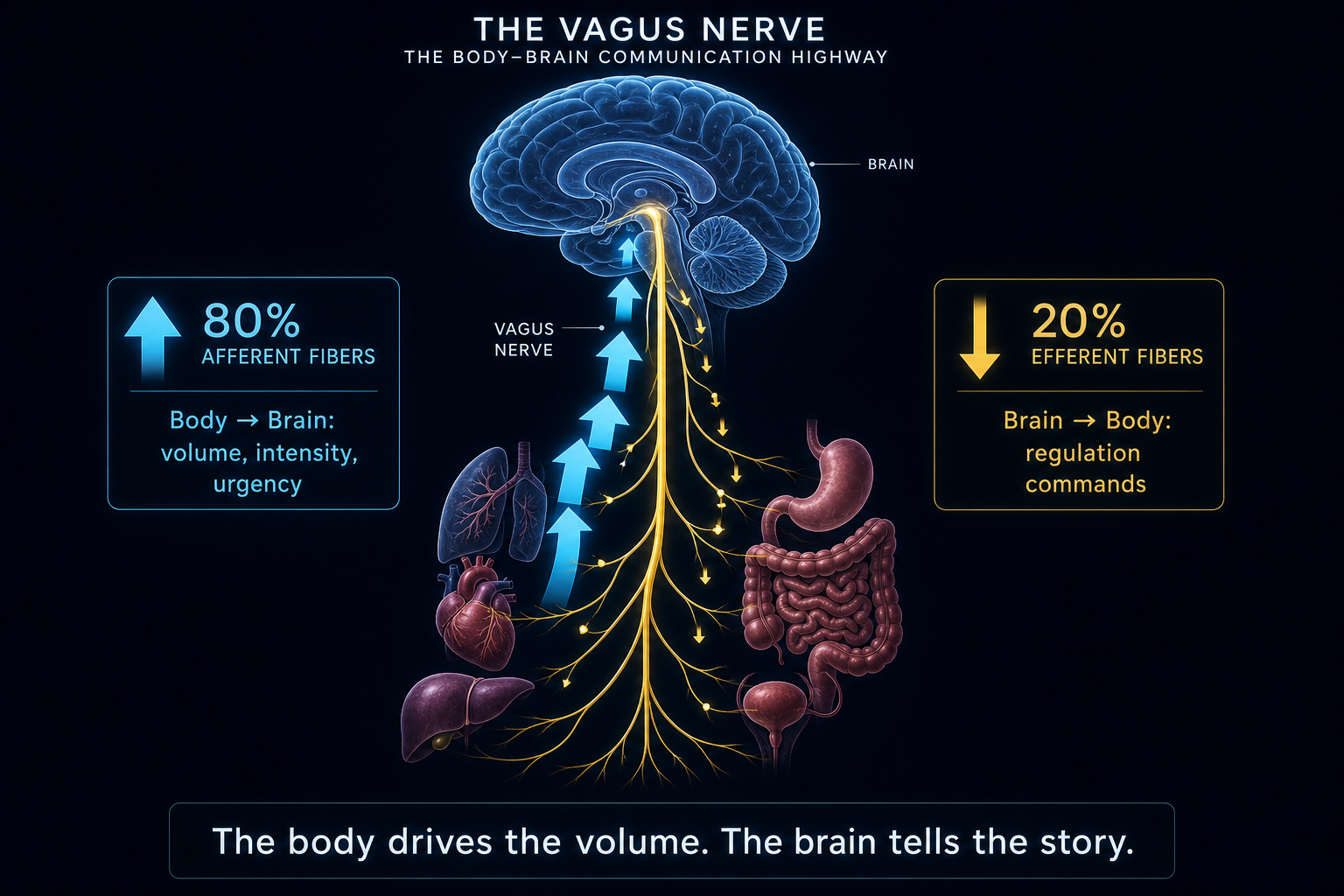 Afferent vs Efferent — Vagus Nerve