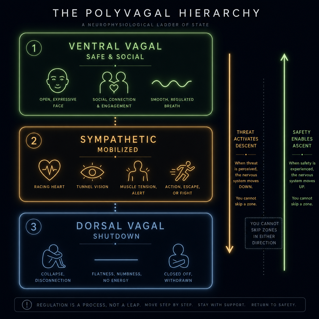 Polyvagal Hierarchy — Three Zones