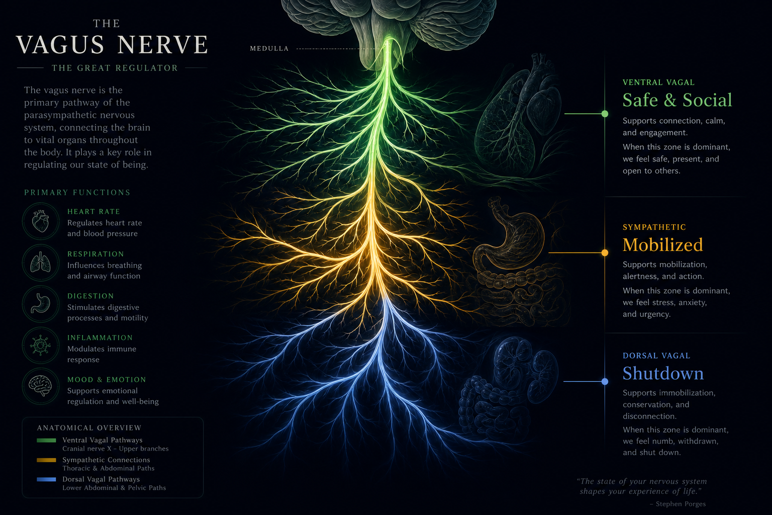 Vagus Nerve — Three Zones